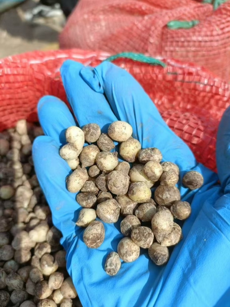 半夏种子秧苗旱半夏种球品种纯正质量保证量大优惠批发