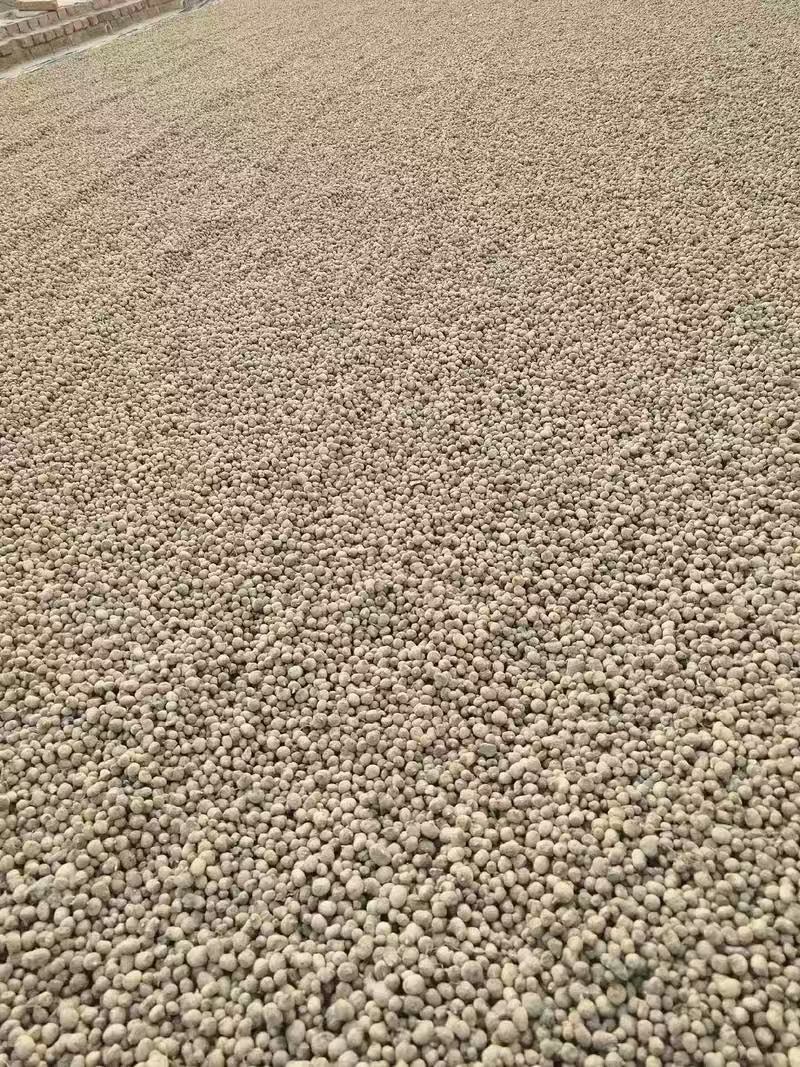 半夏种子秧苗旱半夏种球品种纯正质量保证量大优惠批发