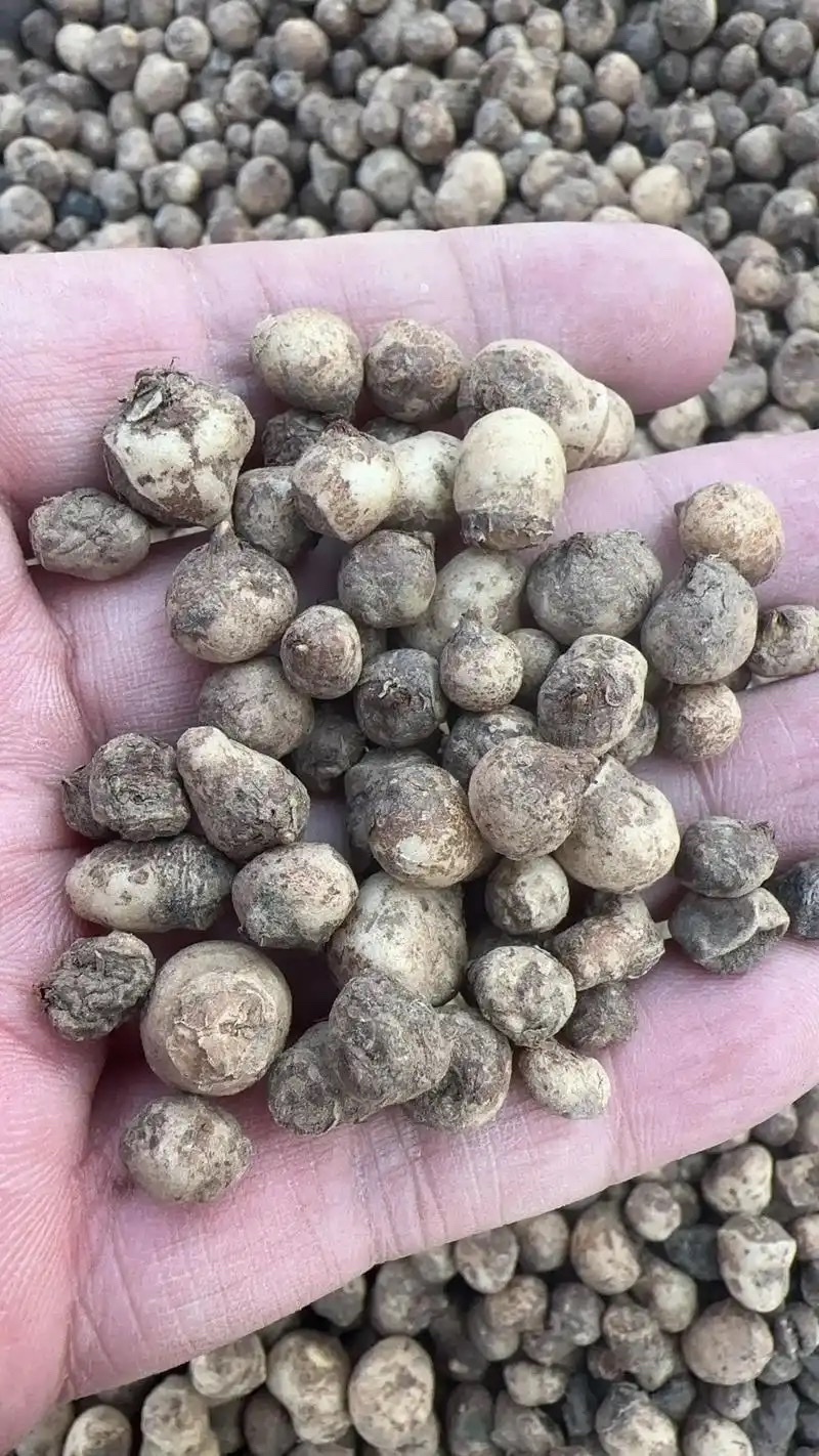 半夏种子秧苗旱半夏种球品种纯正质量保证量大优惠批发