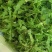 荠菜