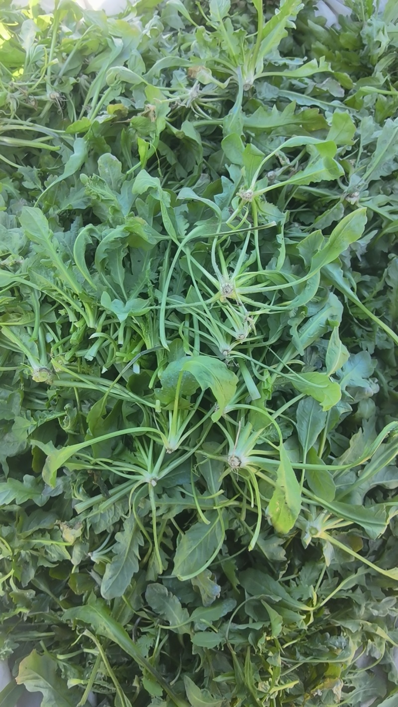 荠菜