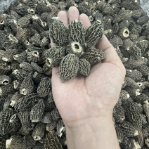 云南羊肚菌头茬新鲜干货野生菌煲汤炖鸡营养丰富