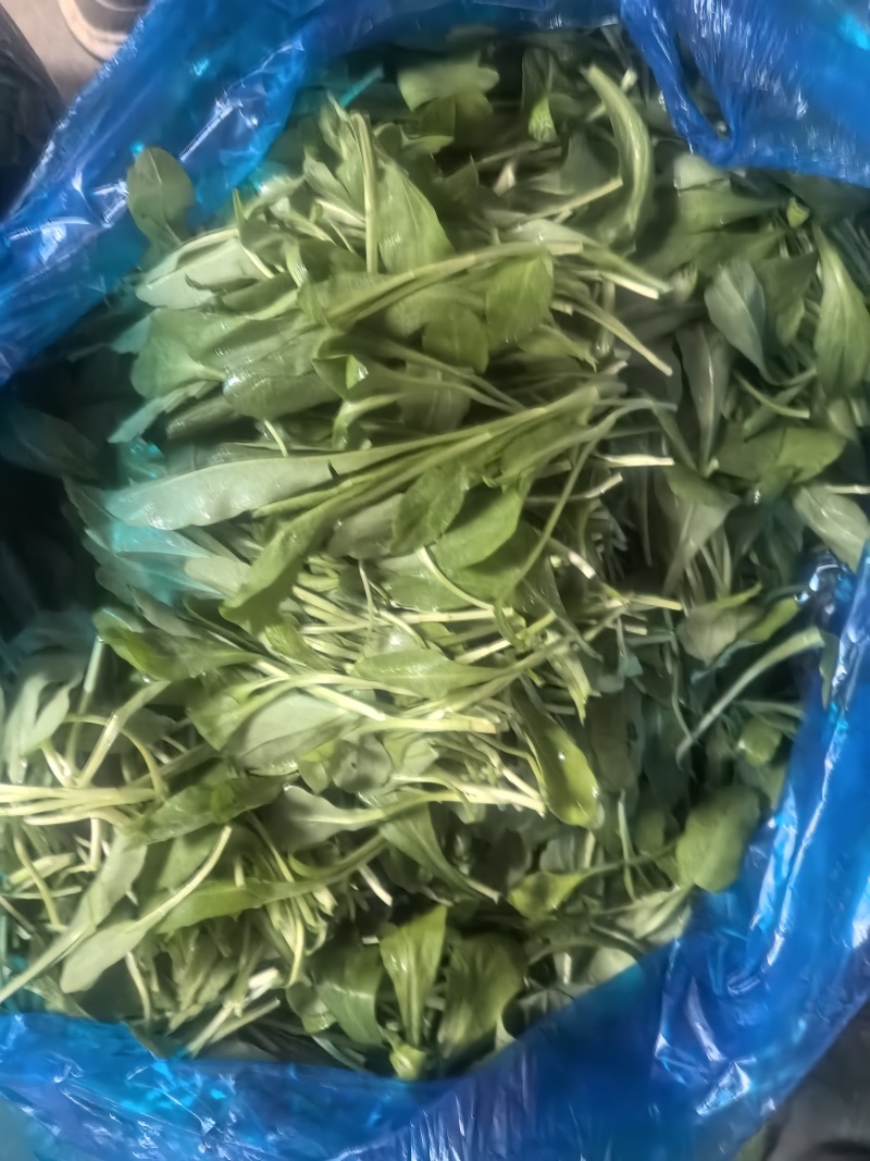 【推荐】马兰头/现摘现发/视频看货/对接商超批发市场/