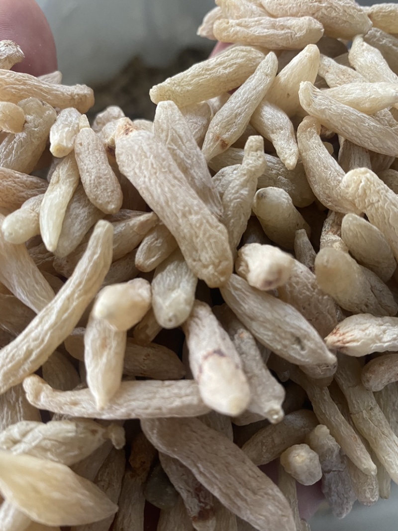麦冬