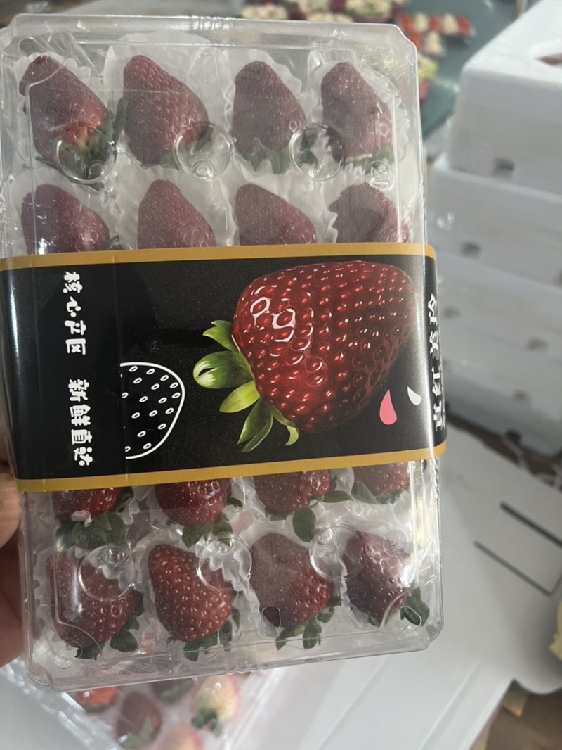 黑草莓真红美玲黑珍珠