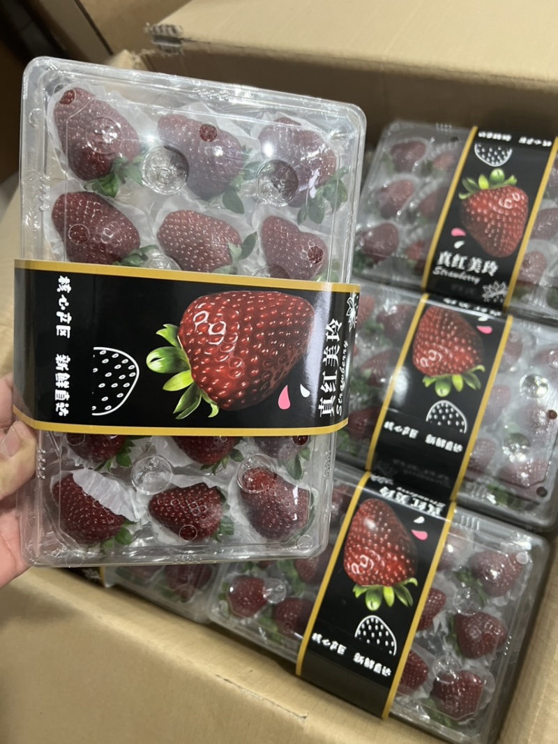 黑草莓真红美玲黑珍珠