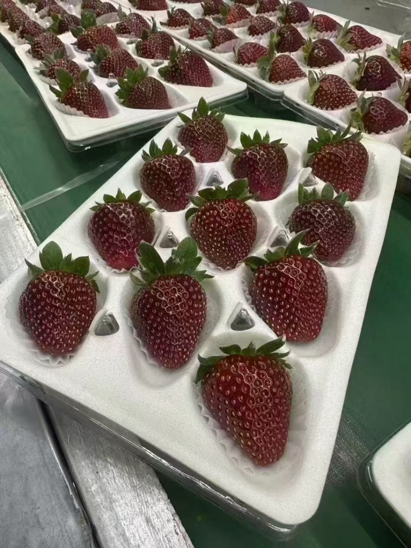 黑草莓真红美玲黑珍珠