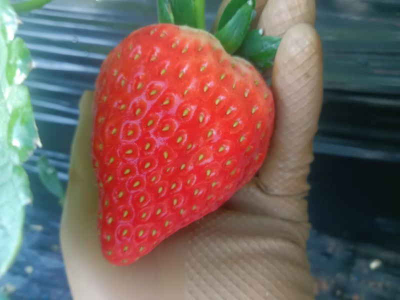 丹东九九草莓顺丰包邮