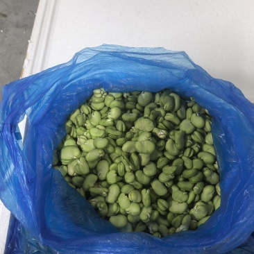 云南一级蚕豆米