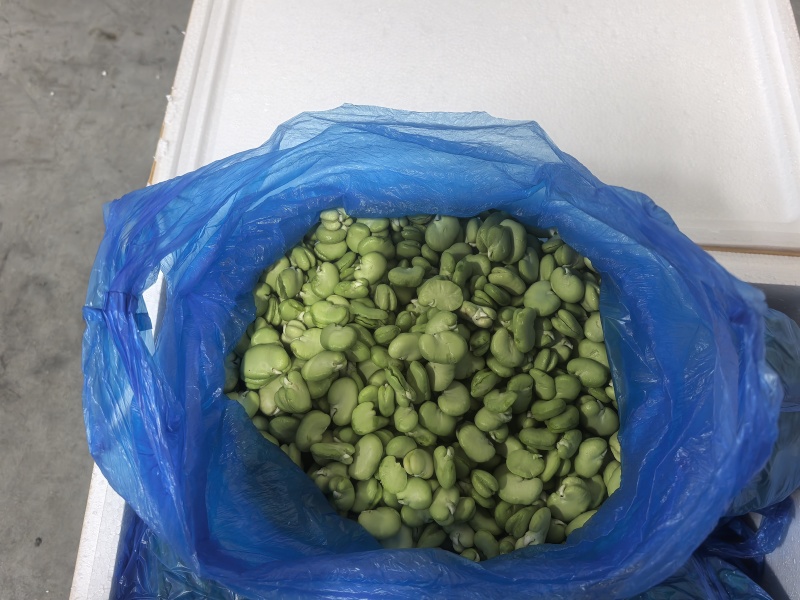 云南一级蚕豆米
