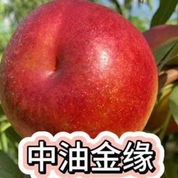 果园直发油桃树苗中油金缘中油35嫁接苗包对版成活率