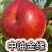 果园直发油桃树苗中油金缘中油35嫁接苗包对版成活率