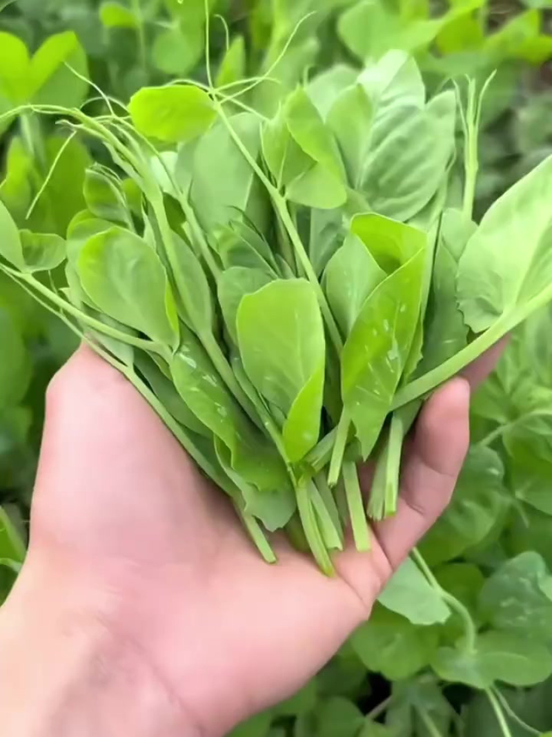 豌豆尖