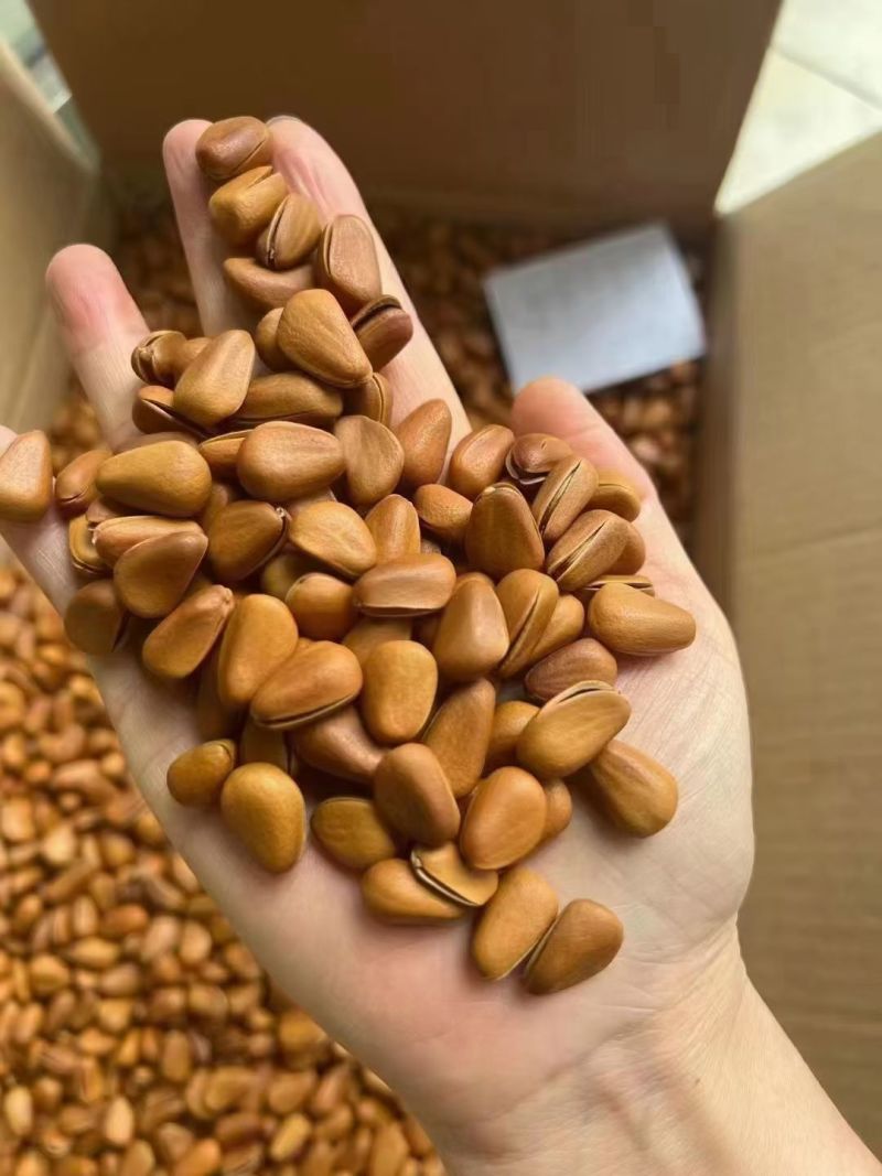 包邮今年新货手剥大颗粒东北红松子巴西松子坚果炒货量大优惠