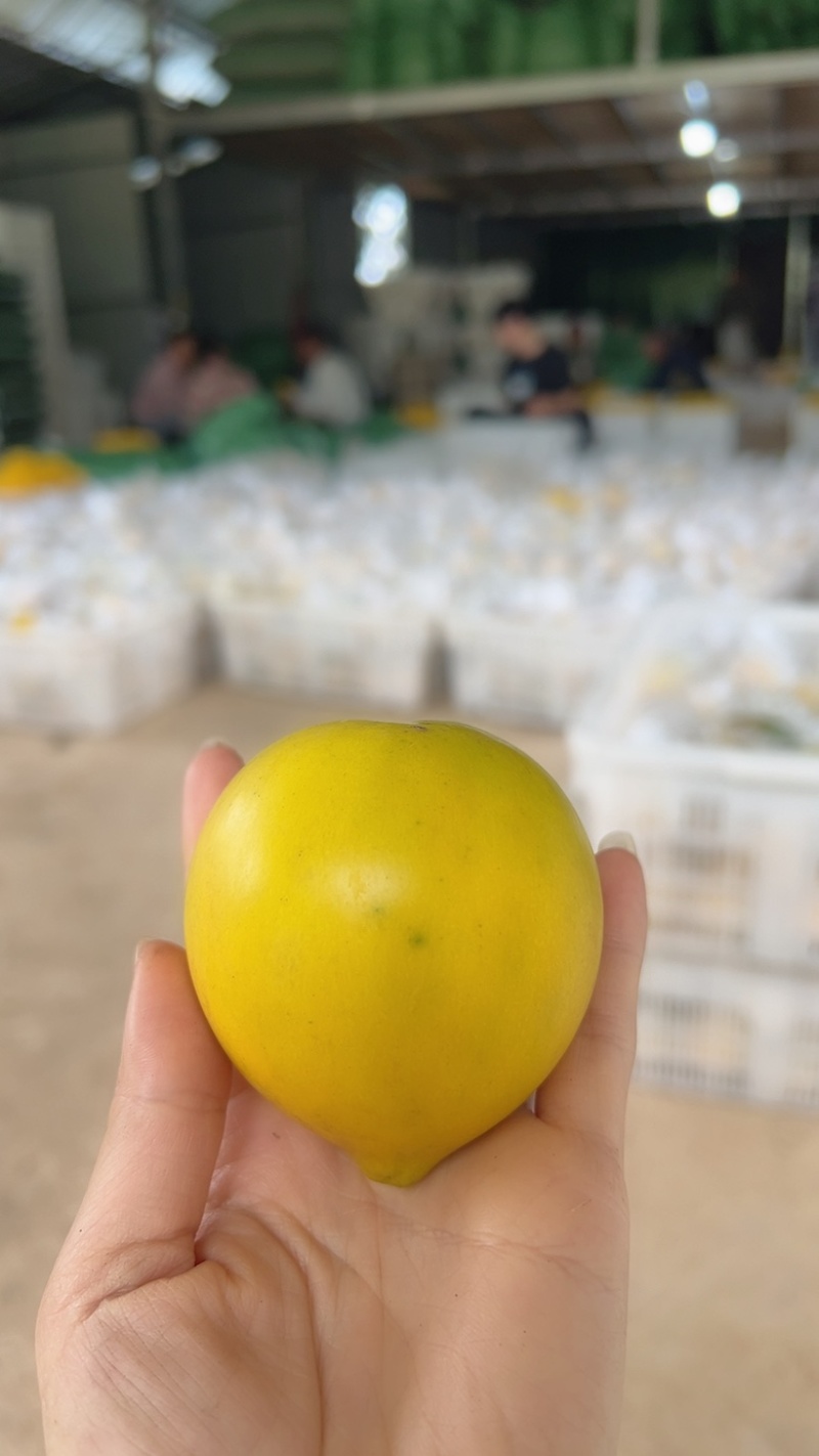西双版纳黄晶果，可供批发商超一件代发