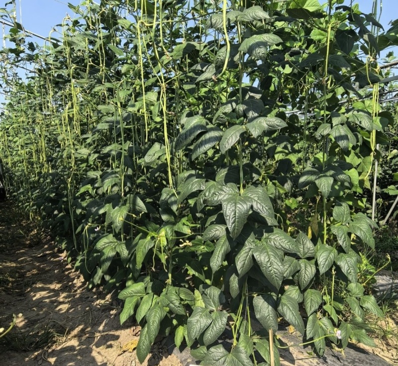 飞翔农宝888长豆角种子高产抗病小叶长豇豆种籽耐热耐湿