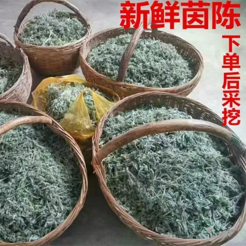 鲜茵陈现挖现发保证质量低价批发零售诚信经营