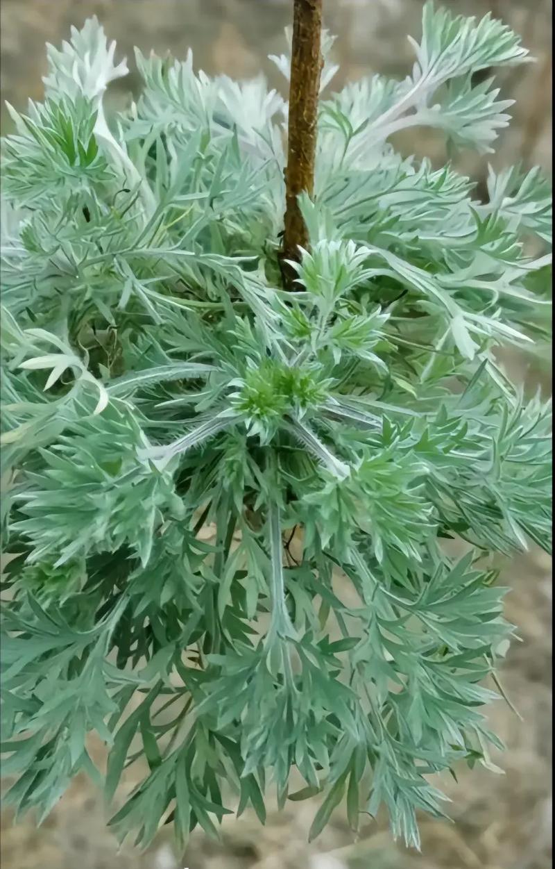 鲜茵陈现挖现发保证质量低价批发零售诚信经营