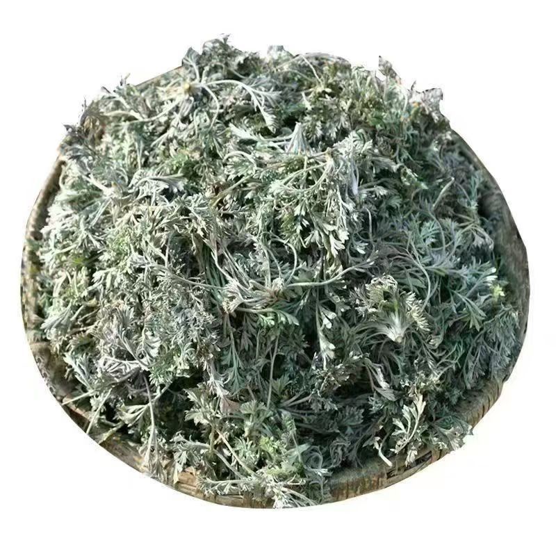 鲜茵陈现挖现发保证质量低价批发零售诚信经营