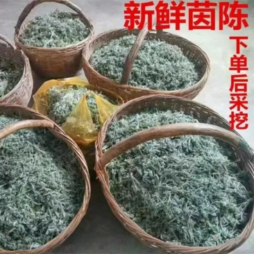 鲜茵陈现挖现发保证质量低价批发零售诚信经营