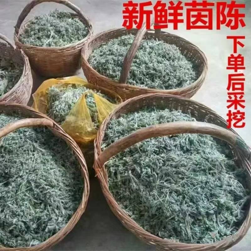 鲜茵陈现挖现发保证质量低价批发零售诚信经营