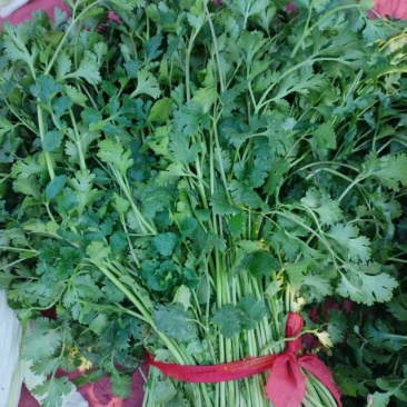 饶阳香菜