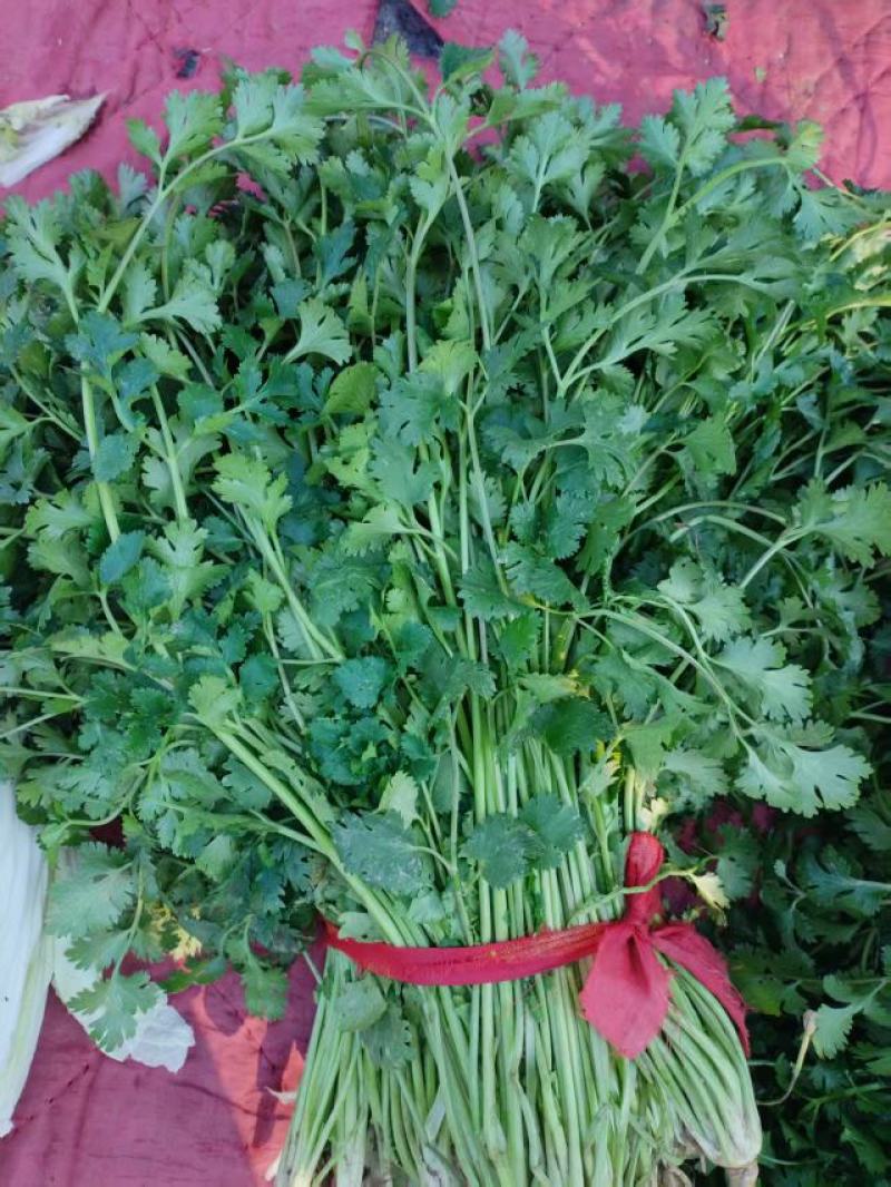 饶阳香菜