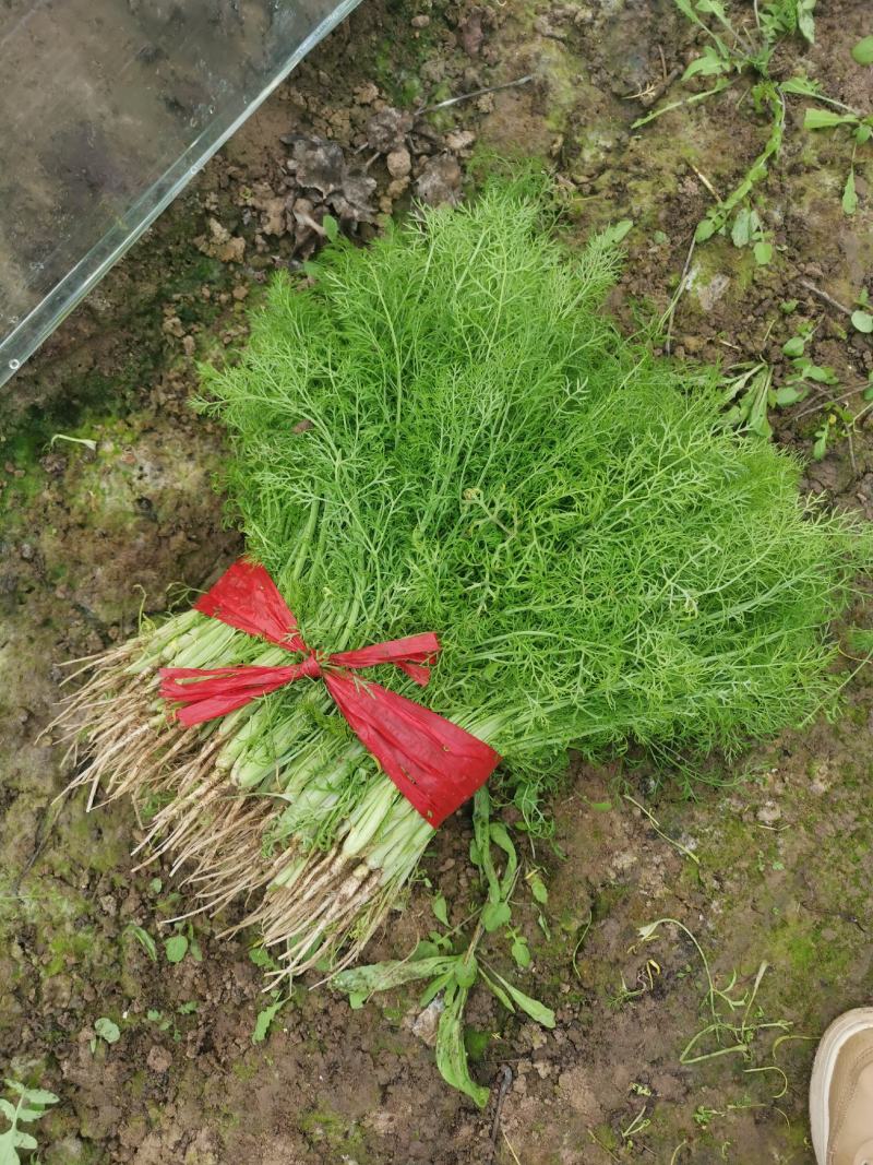 饶阳茴香***********