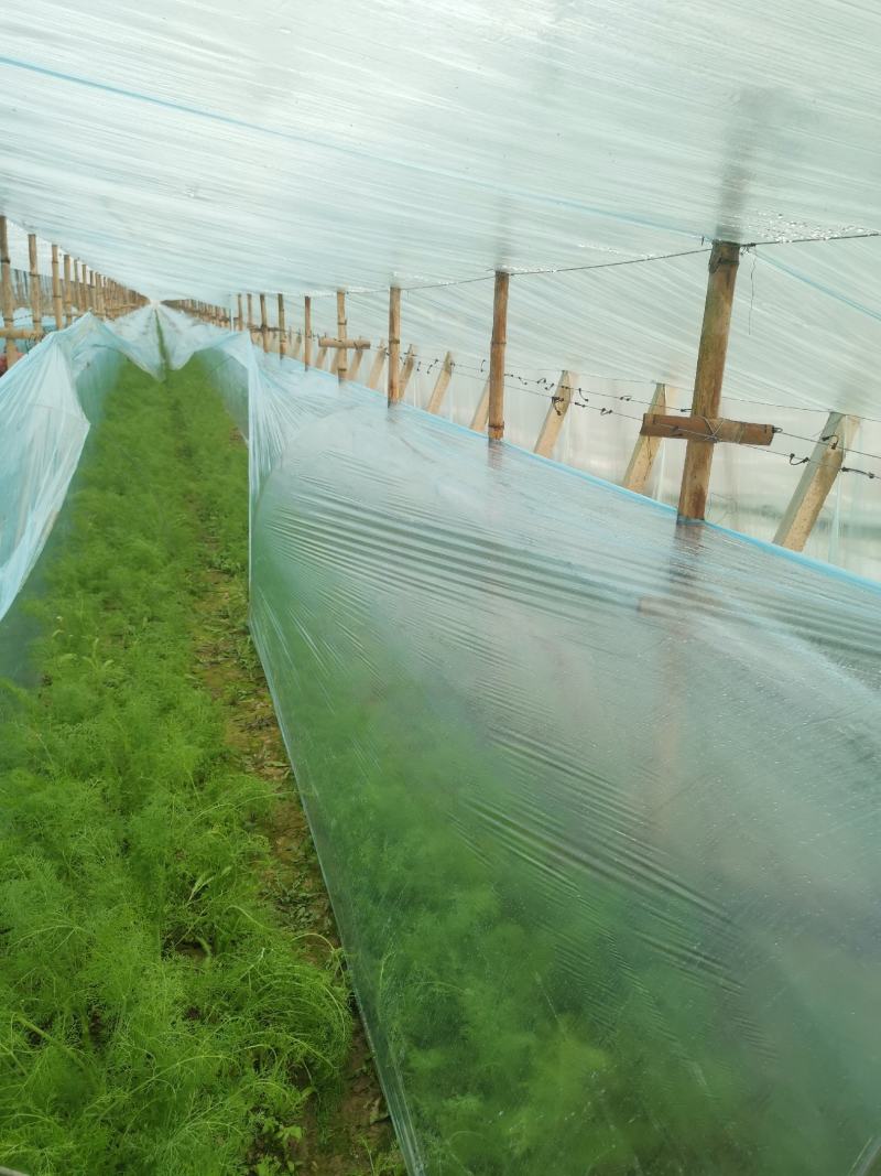 饶阳茴香***********