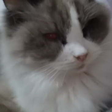 布偶猫