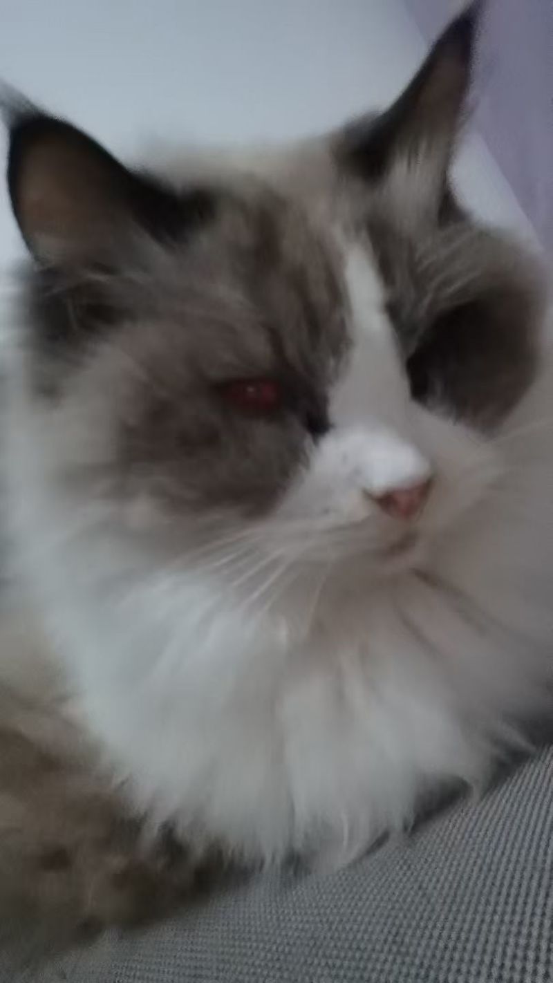 布偶猫