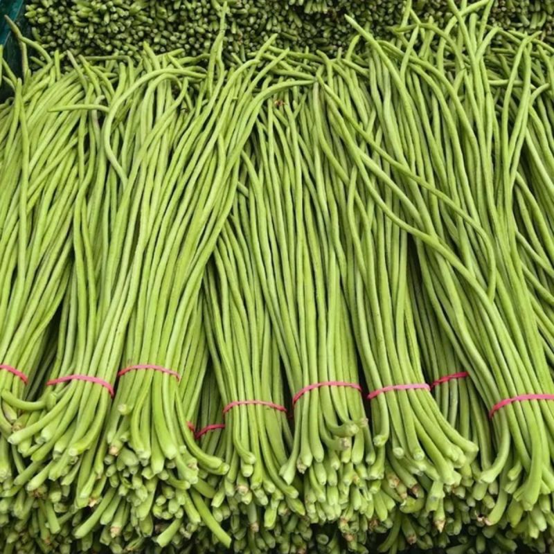 万里飘香油亮长条型豆角种子荚面美观顺直持续结荚力强豆角种