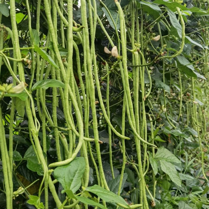 万里飘香油亮长条型豆角种子荚面美观顺直持续结荚力强豆角种