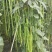 万里飘香油亮长条型豆角种子荚面美观顺直持续结荚力强豆角种