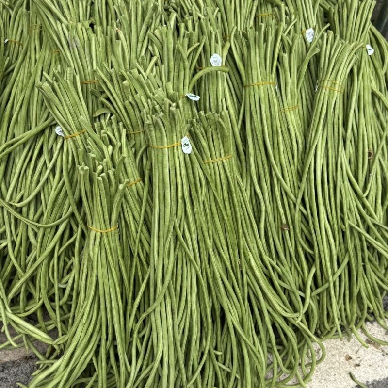 万里飘香油亮长条型豆角种子荚面美观顺直持续结荚力强豆角种