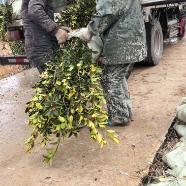 大量批发各种规格油茶苗自产自销基地直发