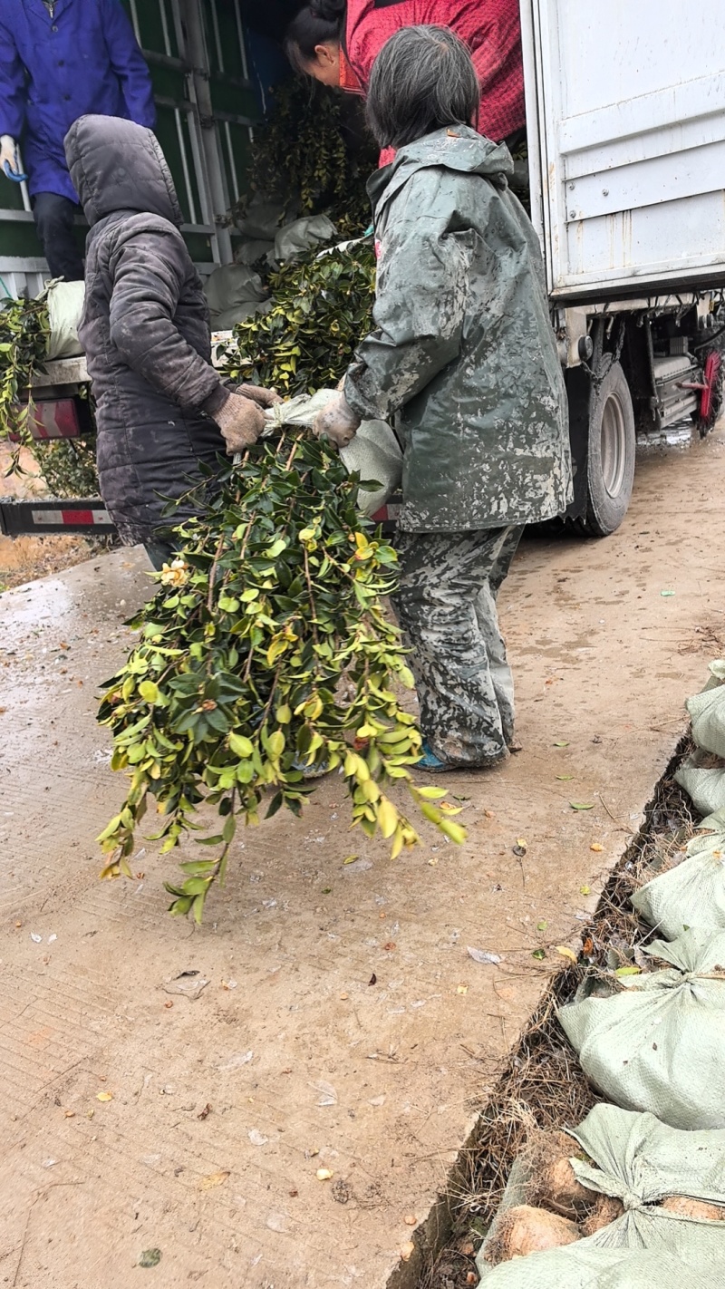 大量批发各种规格油茶苗自产自销基地直发