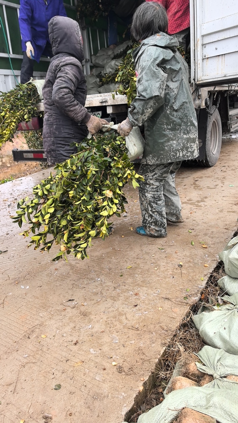 大量批发各种规格油茶苗自产自销基地直发