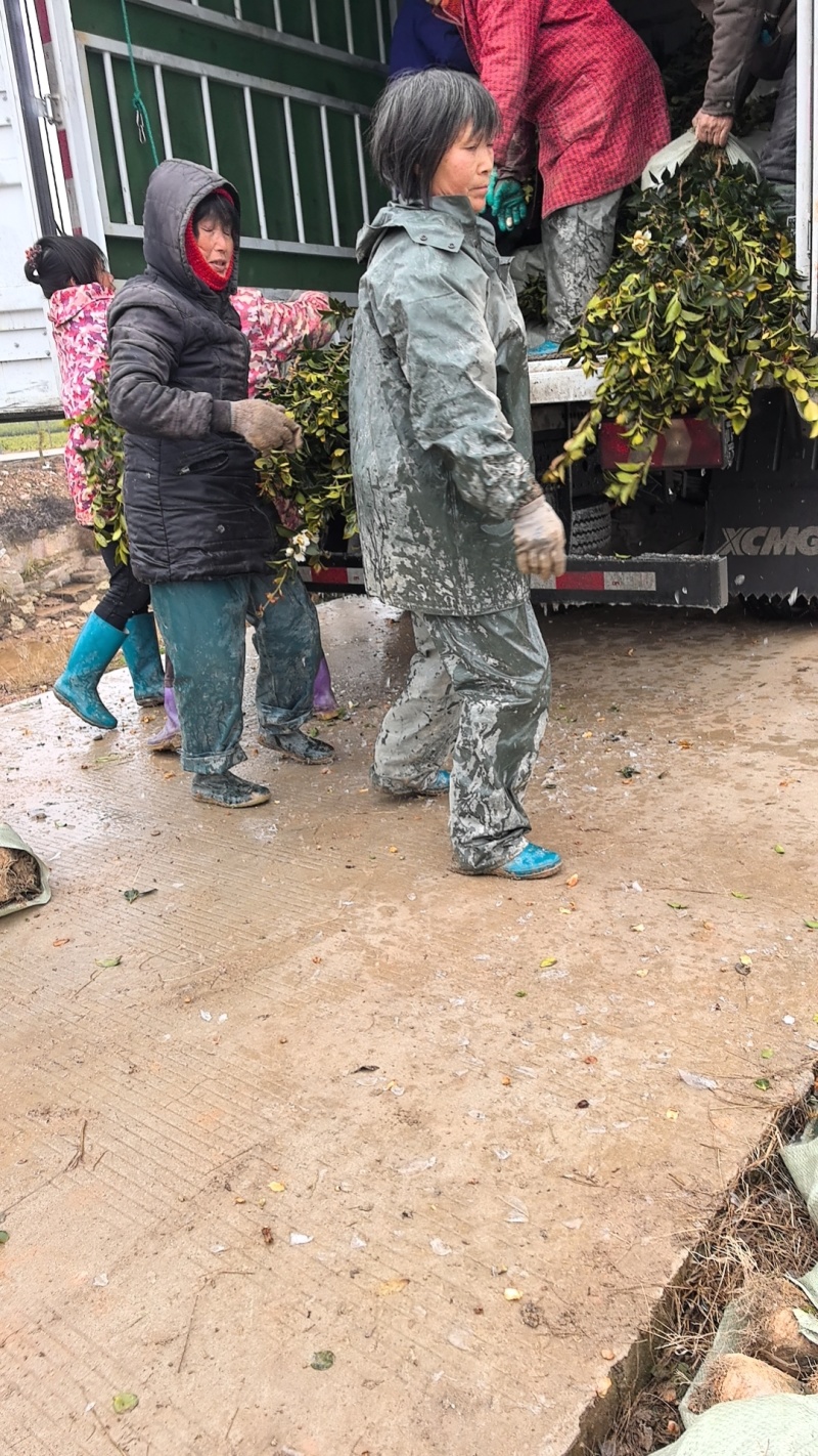 大量批发各种规格油茶苗自产自销基地直发