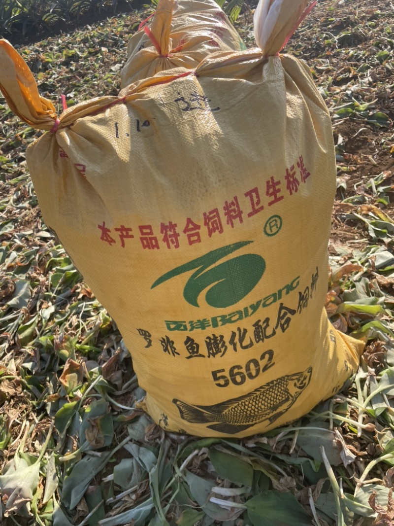 海南沙姜
