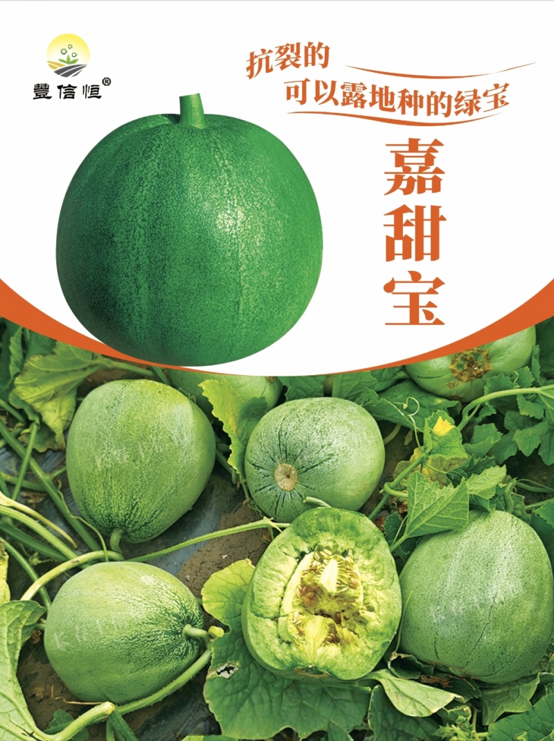 嘉甜宝甜瓜种子杂交绿宝甜瓜种子绿皮绿肉高糖甜脆绿宝种籽