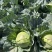 YR中甘喧菜2号甜脆黄心甘蓝种子春秋种植口感好耐裂早熟