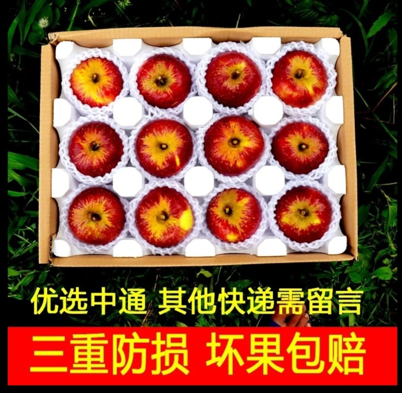 云南昭通苹果