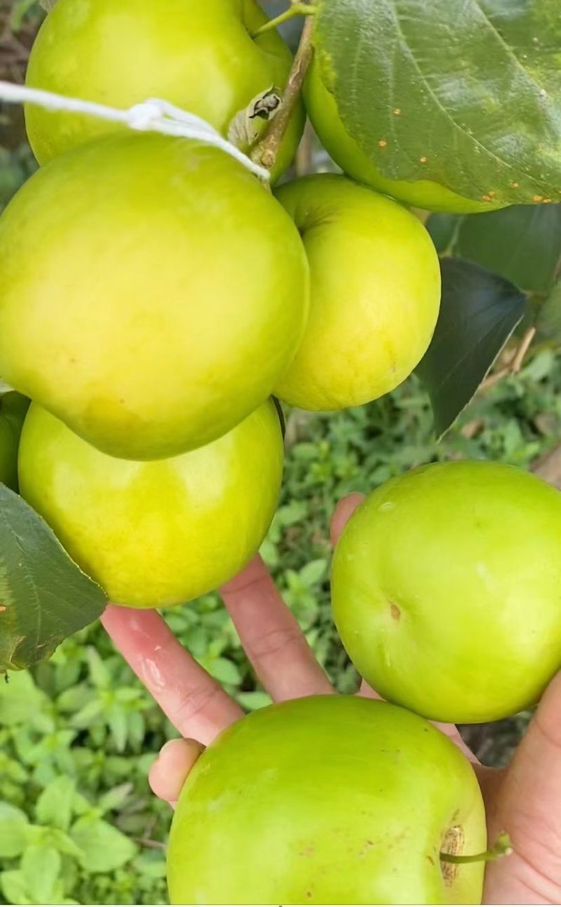 西双版纳苹果枣