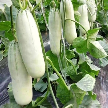 红心脆636中早熟薄皮甜瓜种子棒形灰白皮肉厚腔小酥脆绿肉
