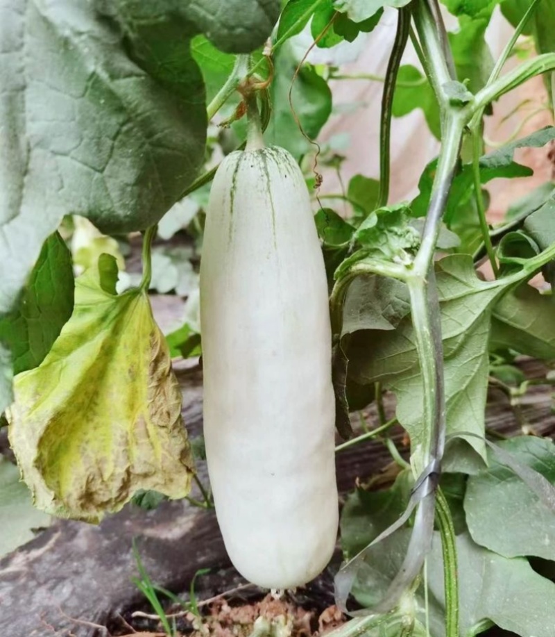 红心脆636中早熟薄皮甜瓜种子棒形灰白皮肉厚腔小酥脆绿肉