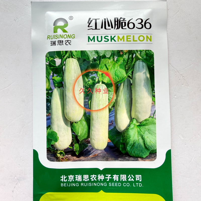 红心脆636中早熟薄皮甜瓜种子棒形灰白皮肉厚腔小酥脆绿肉