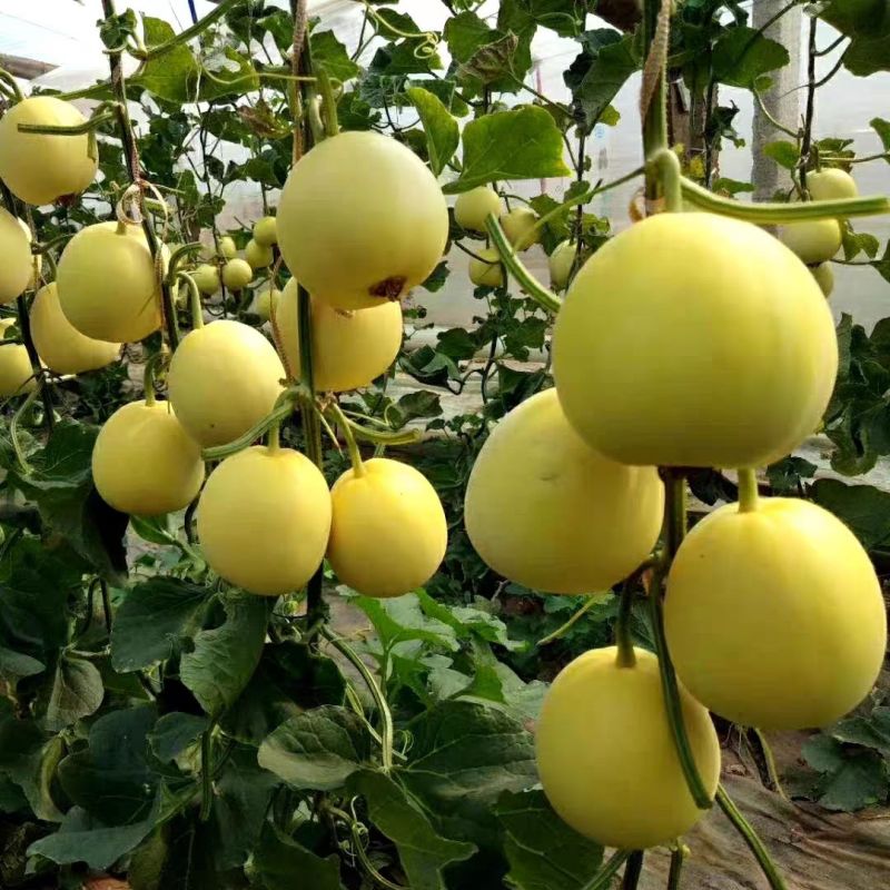 瑞甜十六早熟杂交薄皮甜瓜种子黄皮高圆形肉乳白色半干瓤抗裂