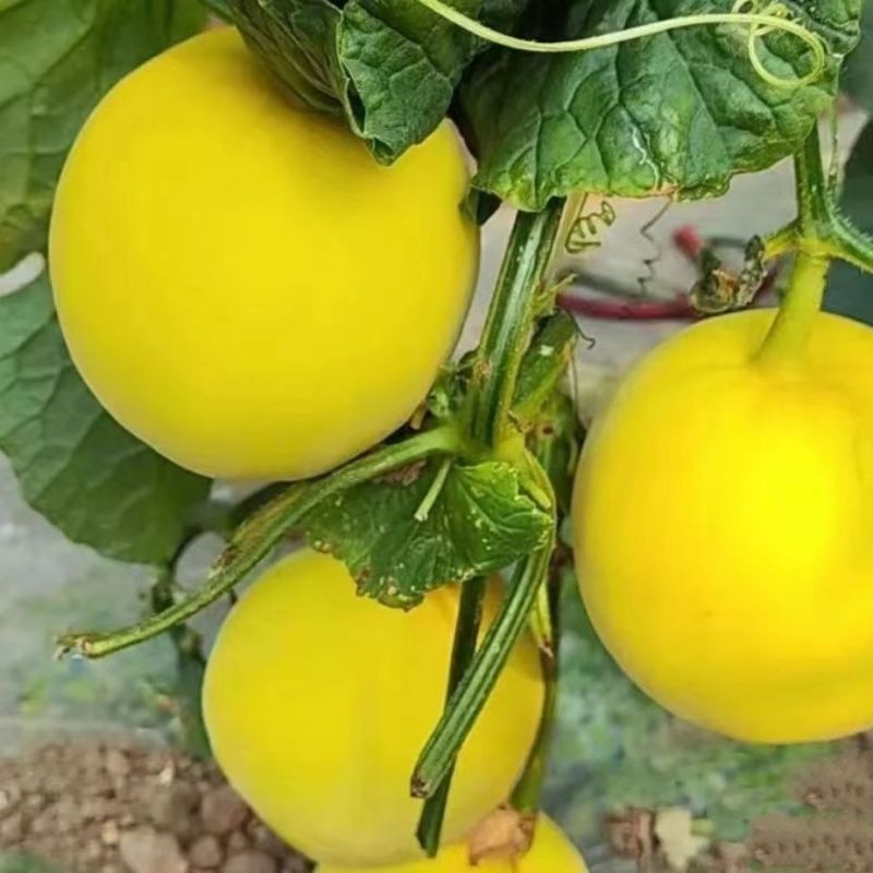 瑞甜十六早熟杂交薄皮甜瓜种子黄皮高圆形肉乳白色半干瓤抗裂