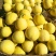 瑞甜十六早熟杂交薄皮甜瓜种子黄皮高圆形肉乳白色半干瓤抗裂